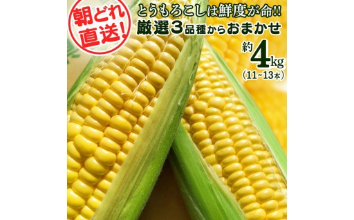 肥料にこだわった、甘さ抜群のとうもろこし🌽✨