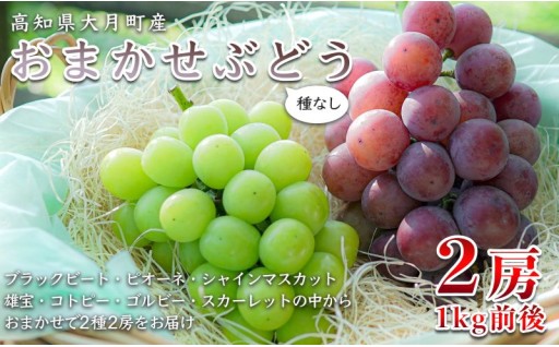 どれが届くかお楽しみ！旬のおまかせぶどう2房！