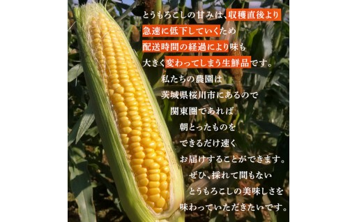 肥料にこだわった、甘さ抜群のとうもろこし🌽✨