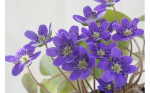 【先行予約・数量限定】春を告げる雪割草 3株