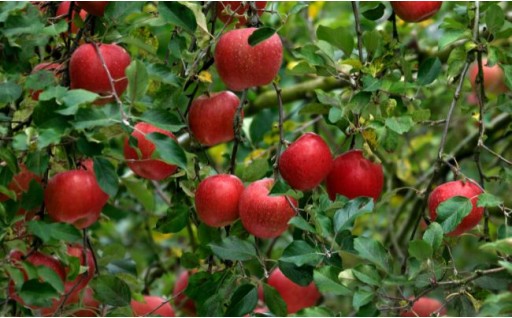 秋の実りをお届け　９月上旬発送　農家直送紅みのり