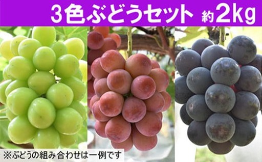 【先行予約】3色ぶどうセット 約2kg【3～4房】