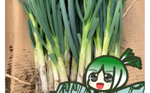 甘みふっくら越津ねぎ3kg!!