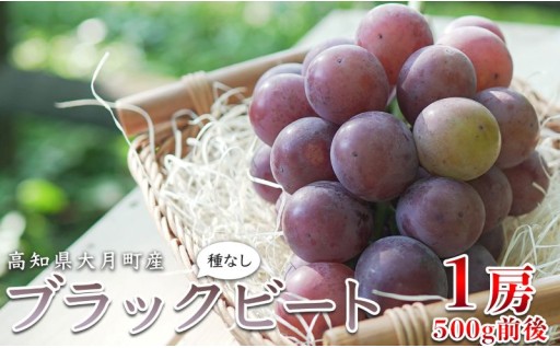 道の駅で即完売！想いを込めた、数量限定ぶどう🍇