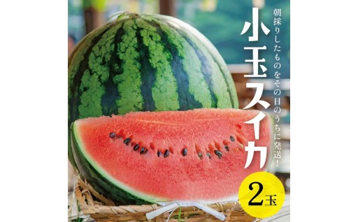 🍉シャリっと甘い😋小玉スイカはいかがですか？