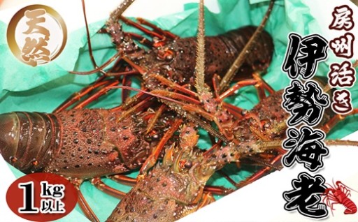 活きたまま直送！房州・鴨川の天然イセエビ🦐🦐受付は5月24日まで！