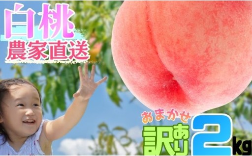 ＜新規返礼品＞農家直送ご家庭用白桃