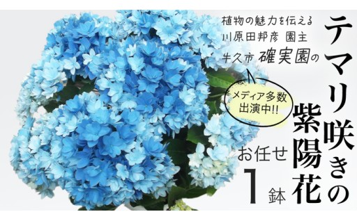 ＼母の日に🌼／厳選あじさい テマリ咲き おまかせ1点