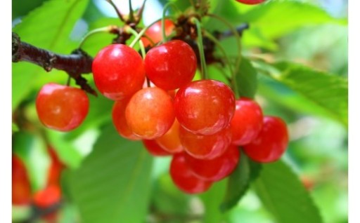 【🍒期間・数量限定！🍒】 さくらんぼ「佐藤錦」 訳あり品 1kg