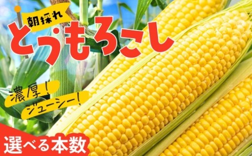 甘くてジューシーなとうもろこしがついに登場