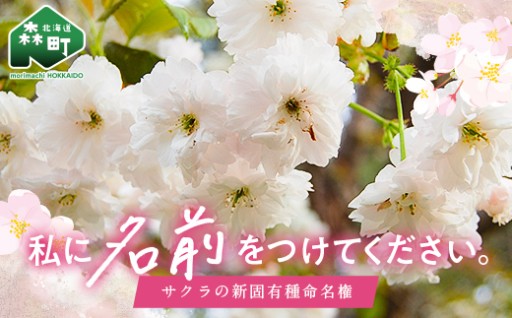【私に名前をつけてください】新種サクラの命名権、寄附受付を開始🌸