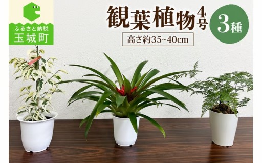観葉植物3種プラ鉢セット