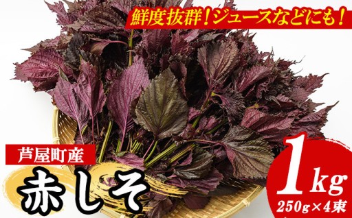 ＜2026年6月上旬より順次発送予定＞ 福岡県芦屋町特産 赤しそ (計1kg・250g×4束)