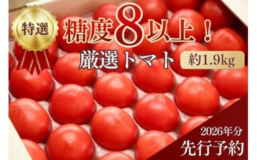 【ずどーん先行予約開始】旨味ぎゅぎゅっとフルーツのように甘い『真っ赤な絶品トマト』