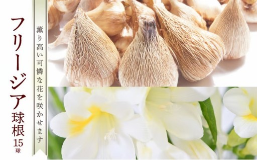 薫り高い可憐な花🌼フリージア球根 約15球