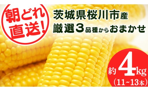 関東近辺の方、必見！鮮度が命の“とうもろこし”🌽✨