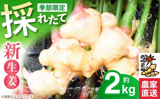 新生姜 ハウス栽培 約2kg 〈毎年4月～5月末発送〉 【西崎農園】 [ATIH001]
