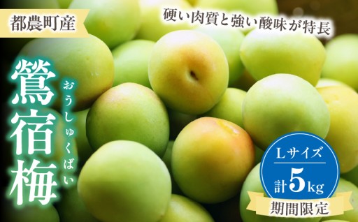 【宮崎県都農町】📢先行予約受付中📢✨期間限定✨都農町産「鶯宿梅(Lサイズ)」計5kg🎁