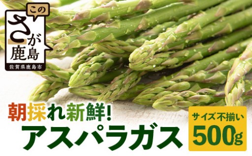 【先行受付】（お届けは2026年6月～7月頃）新鮮朝獲れ！！鹿島市産 アスパラガス 合計500g 