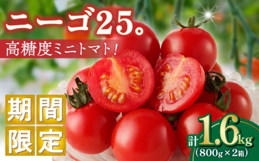 【宮崎県都農町】🚨受付終了まであと1日🚨高糖度ミニトマト『ニーゴ25。』計1.6kg🍅