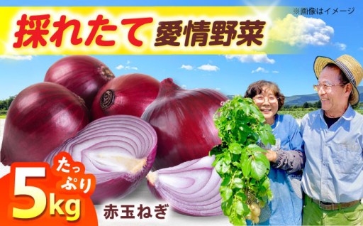 高槻産・採れたて赤玉ねぎ5kgお届け！🧅