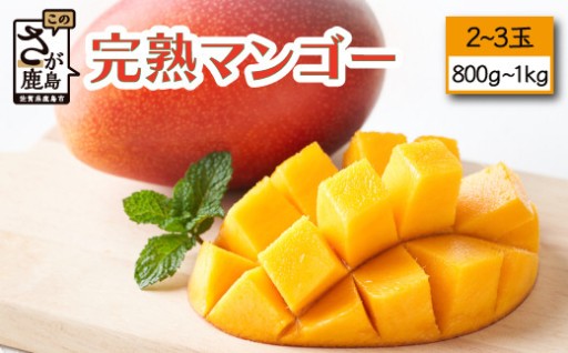 生産者直送 濃厚完熟 まっちゃん マンゴー 2～3玉 800g～1kg程度