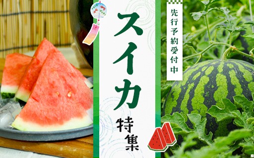 《絶賛予約受付中》三笠の大地が磨き上げた、凛とした甘さのスイカ