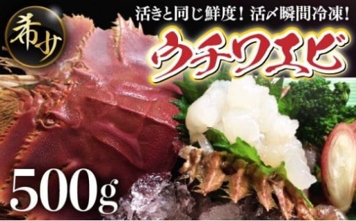 【数量限定】活〆瞬間冷凍『ウチワエビ』！