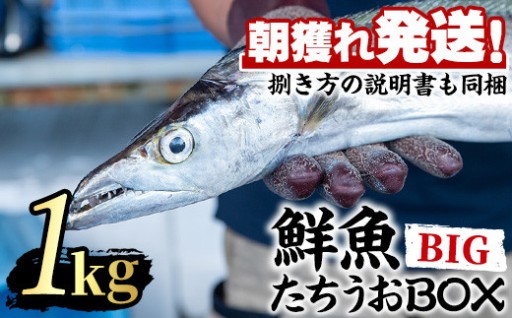 鮮度が命！鮮魚問屋が厳選した『鮮魚たちうおビッグサイズBOX』(1尾・1kg以上)