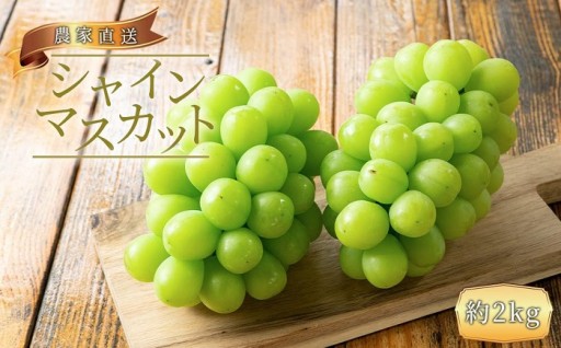 農家直送 朝採り シャインマスカット 約2kg［2026年・先行予約］