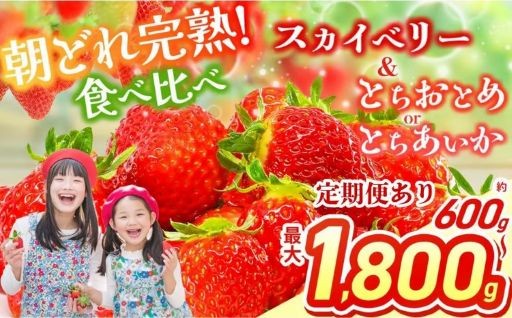  スカイベリー＆とちあいか 選べる 内容量 食べ比べ 300g×2 2箱 3箱 