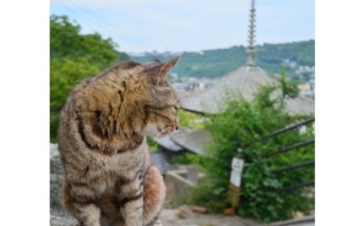 しあわせにゃんこライフのために～猫もウェルビーイングなまちに！