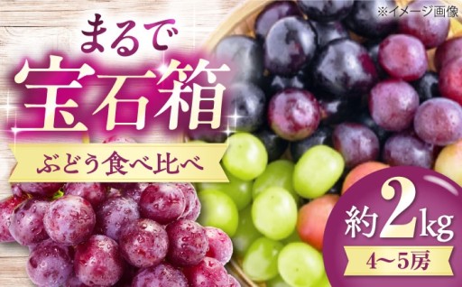 ぶどう食べ比べ 4～5房 約2kg