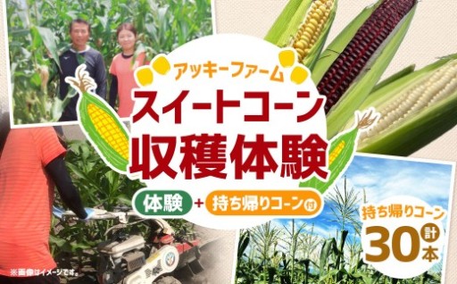 アッキーファーム スイートコーン収穫体験 （スイートコーン30本込み）