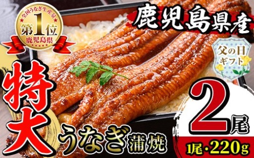 【父の日ギフト】＼特大サイズ／鹿児島県産 うなぎ蒲焼 2尾（約220g×2・計約440g）