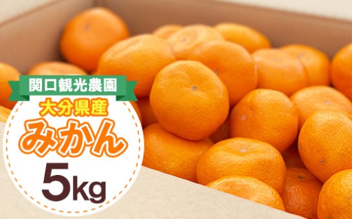 🍊✨🍊✨🍊温州みかん約5キロ🍊✨🍊✨🍊