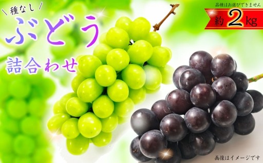 ＼食べ比べも楽しめる種無しぶどうを3房詰め合わせでお届け／