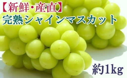 ★先行受付★[新鮮・産直]和歌山県産完熟シャインマスカット約1kg 
