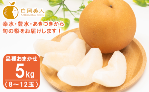 【2026年発送分】折原梨園の梨 約5kg