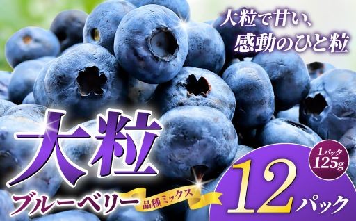 大粒 ブルーベリー 品種ミックス 125g×12パック