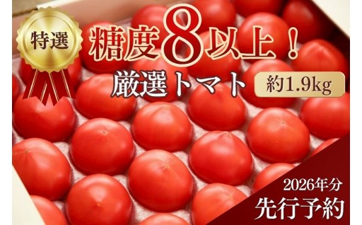 トマトの先行予約受付中！！！