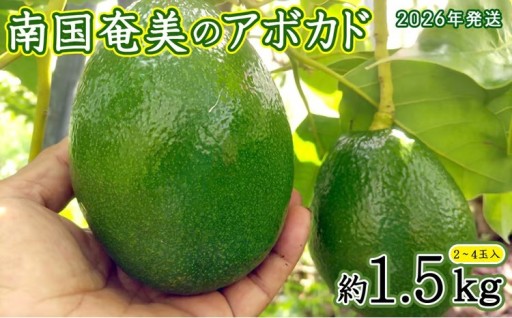 【2026年発送】南国奄美のアボカド 約1.5kg（2～4玉入） 