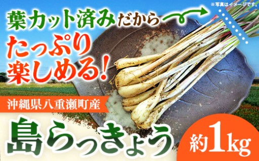 【NEW】葉切り落とし 島らっきょう約1kg