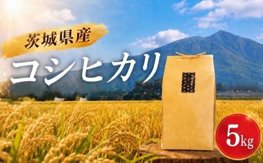 コシヒカリ 精米 5kg 令和7年産 米 お米 数量限定
