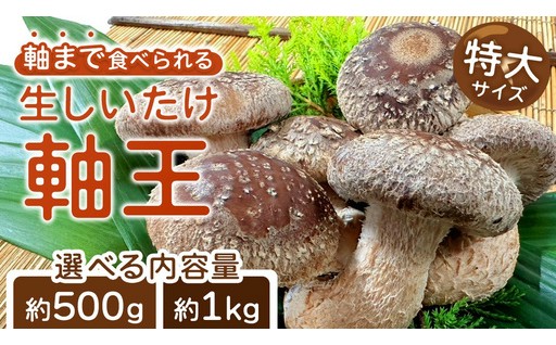 ＼ ひとくちで違いがわかる！／ 極上の生しいたけ『軸王』特大サイズ