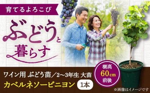 全世界で栽培されている赤ワイン用のブドウ苗。