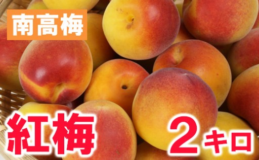 ひらそ農園の紅梅 2kg