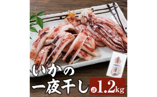 いかの一夜干し (計1.2kg) 