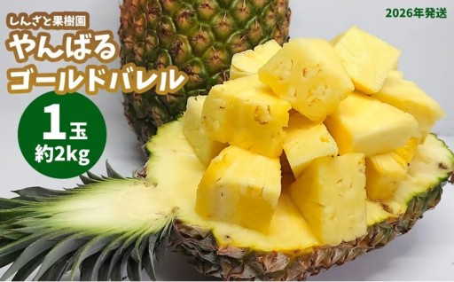 しんざと果樹園「やんばるゴールドバレル」1玉（約2kg）多冠芽含む 2026年発送 
