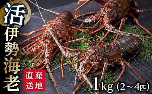 活 伊勢海老 1kg（2～4匹）南紀黒潮